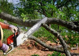 Best Fruit Tree Pruning  in St Joseph, IL