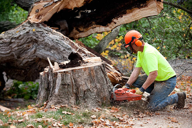 Best Storm Damage Tree Cleanup  in St Joseph, IL