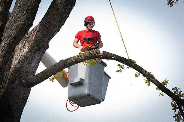 Best Tree Preservation Services  in St Joseph, IL