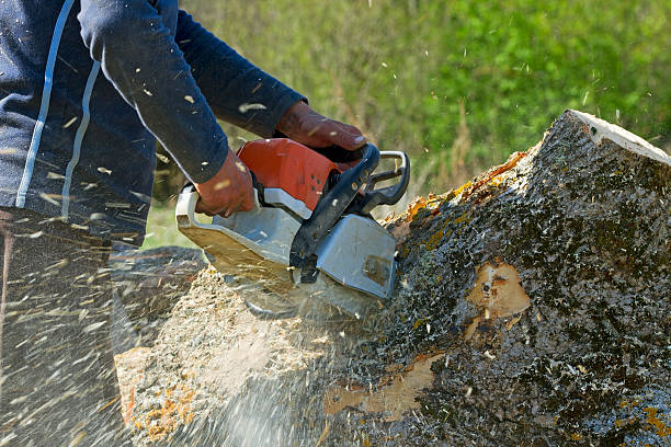 Best Tree Disease Treatment  in St Joseph, IL