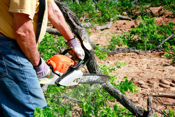 Best Tree and Shrub Care  in St Joseph, IL